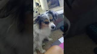 Mini Australian Shepherd begging for attention shorts dog dogs dogoftheday [upl. by Marven]