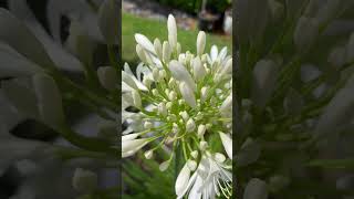 Agapanthus plant with its deep green soft fleshy leaves and large blooms garden whiteflower [upl. by Hpsoj169]