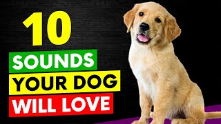 10 Sounds Your Dog Will Love [upl. by Rdnaskela916]