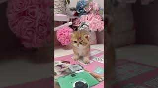 Британский котёнок cat kitten cute cutecat catlover kitty pets love adorable animals [upl. by Nika]