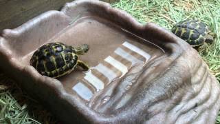 Watch as a threeyearold Tuscan western Hermanns tortoise explores his new enclosure [upl. by Florette515]