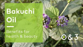 Bakuchi Oil  benefits for skin hair and personal care formulations [upl. by Lalita]