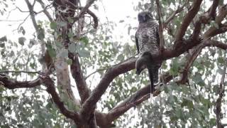 Powerful owls in the wind [upl. by Adnohsad70]