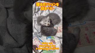 寝るポジションを探るベビー猫shorts cat baby cute vlog [upl. by Neirb]