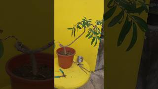 Terminalia Arjuna Bonsai viralvideo shortsvideo shorts bonsai [upl. by Leiuqese]