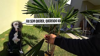 MEU PITIBULL COMEÇOU A QUERER DESTRUIR AS PLANTAS NOVA [upl. by Latvina]