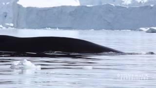 Silversea Expeditions  Antarctica [upl. by Nava]