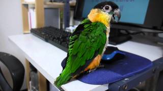 ズグロ Caique sing Whitney Houston song [upl. by Nalehp]