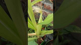 Baby corn 🌽 corn babycorn green homegardening minifarm [upl. by Fairlie82]