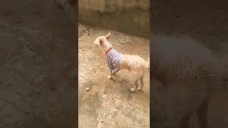 little bestie 💓 💓 💗 dogs pug puppy dog cute pets goldendog funny trending hoglife tiktok [upl. by Trask]