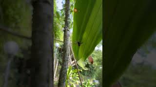 Wild observe telamonia festiva jumpingspiders salticidae ハエトリグモ nature hunters hunting [upl. by Llovera]