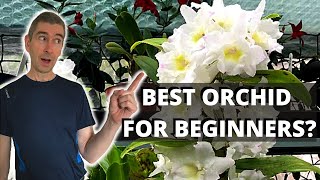 Reblooming Dendrobium Nobile Orchids CARE GUIDE [upl. by Delia]