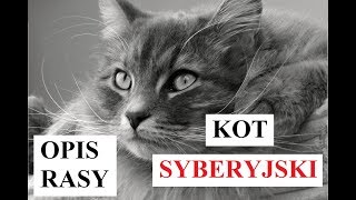 KOT SYBERYJSKI  opis rasy [upl. by Ssidnak564]