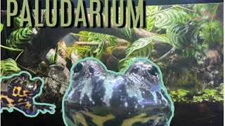 Making a PALUDARIUM For my Fire Bellied Toads with fish my first paladarium [upl. by Dela]