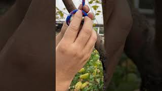 Easy knot knottutorial usefulknot rope [upl. by Halsey]