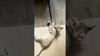 Roger gets leashed cat catvlog catvideos catleashing [upl. by Goerke764]