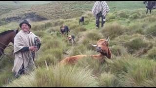 LAS FAENAS DEL CAMPO EFECTUADA POR LOS CHAGRAS ASO BETA DORADA [upl. by Meehyrb755]