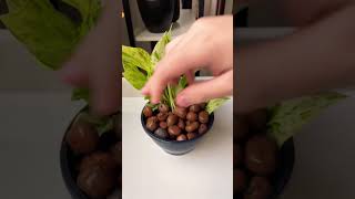 Regrowing propagation plants beautiful garden soillove soilpot propagation soiltypes [upl. by Othilie]