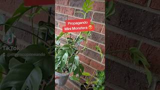 Como propagar mini monstera plantsmakemehappy [upl. by Longan]