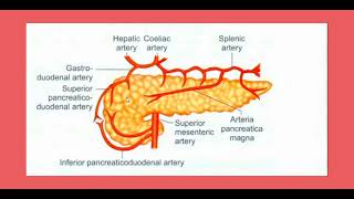 arterial blood supply of pancreas  anatomy [upl. by Imugem]