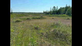 Mondays with Martha 225  Rare Michigan Wetlands Coastal Fen [upl. by Anomas]