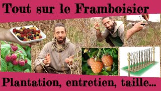 Tout sur le framboisier Taille plantation entretien histoire [upl. by Alat220]