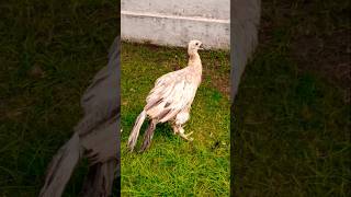 Amazing Peahen sound captured  Peacock Nice Voice peacock peafowl peacockvoice shortsyt [upl. by Naxela]