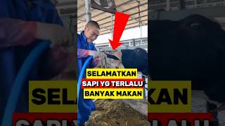 Cara efektif Mencegah Penumpukan Gas Pada Perut Sapi‼️ [upl. by Down]