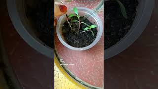 Gomphrena plant grow from seedstrending shortvideo terraceflowers indoorplants flowers viral [upl. by Niehaus]