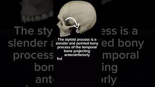 Styloid Process of temporal bone  Anatomy  Head amp Neck [upl. by Androw]