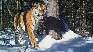 La BBC capta a un tigre siberiano a 40º [upl. by Lledor28]