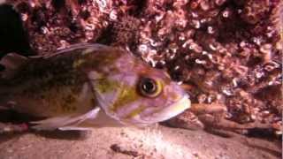 Rockfish Identification [upl. by Vachill]