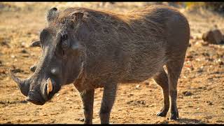 Sounds of a warthog in nature nature animals sounds warthog [upl. by Cavit]