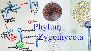 Kingdom Fungi  Zygomycota වංශය  AL biology lessons in sinhala  biology [upl. by Bodi]