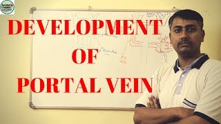 Development of Portal vein [upl. by Wooster232]