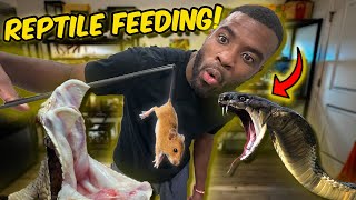 Feeding all of my Venomous Snakes [upl. by Freyah]