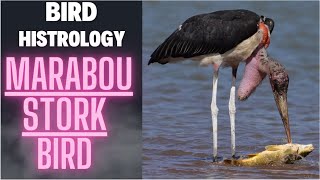 Marabou Stork Bird  Birds histrology [upl. by Eiuqcaj]