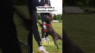 REACTIVE MUZZLED Dog Tries To Attack Dog Trainer Tom Davis dogobediencetraining [upl. by Ade]