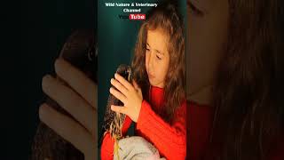 Falcon Kids amp animals  Eurasian Hobby Child Falconers Exotic Vets Wildlife Veterinarian vet [upl. by Ylesara219]