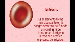 Eritropoyesis 531 [upl. by Nightingale]