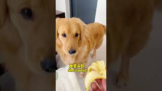 狗狗：好尴尬，怎么办？Dogs learn from their owners to grab their dads food [upl. by Boeke]