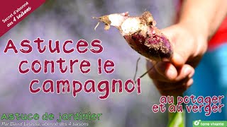 Astuces contre le campagnol au potager et au verger  Secret dabonné [upl. by Cirdes]