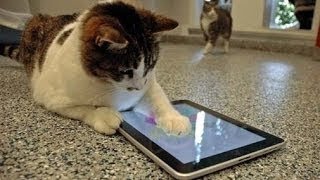 Lustige Katze Spielen Ipad Spiele Vorstellung Mai 2014 HD [upl. by Zebulen]