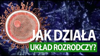 Jak działa człowiek UKŁAD ROZRODCZY tłumaczenie PJM [upl. by Eeliab962]