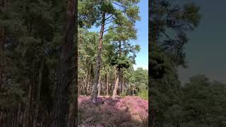 How beautiful this pineryLove blueberries bushes Frensham pond one of my favourite places 💜 [upl. by Hannaoj]