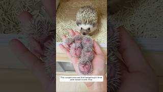 This couple rescued the hedgehog in time and raised it with love animalshorts hedgehog [upl. by Kellen]