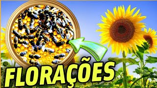 📛As 5 florações mais importantes para as abelhas no nordeste [upl. by Notreb]