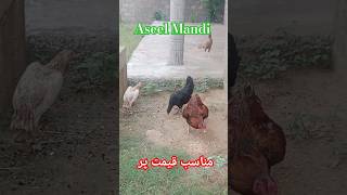 Aseel Mandi  Aseel Murgha Mandi Aseel Lover aseelmurga trending [upl. by Ajile]