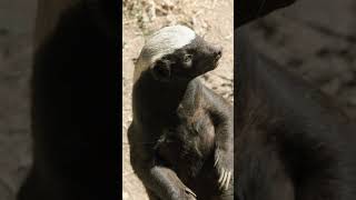 quotThe Worlds Most Fearless Animal Meet the Honey Badgerquot [upl. by Gawlas]