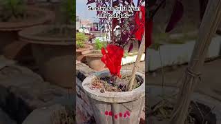 Sunday ko tulsi kyun nhi todi jati hai tulsiplanttips gardeningtour goddess rooftopgardens [upl. by Dnalyram]